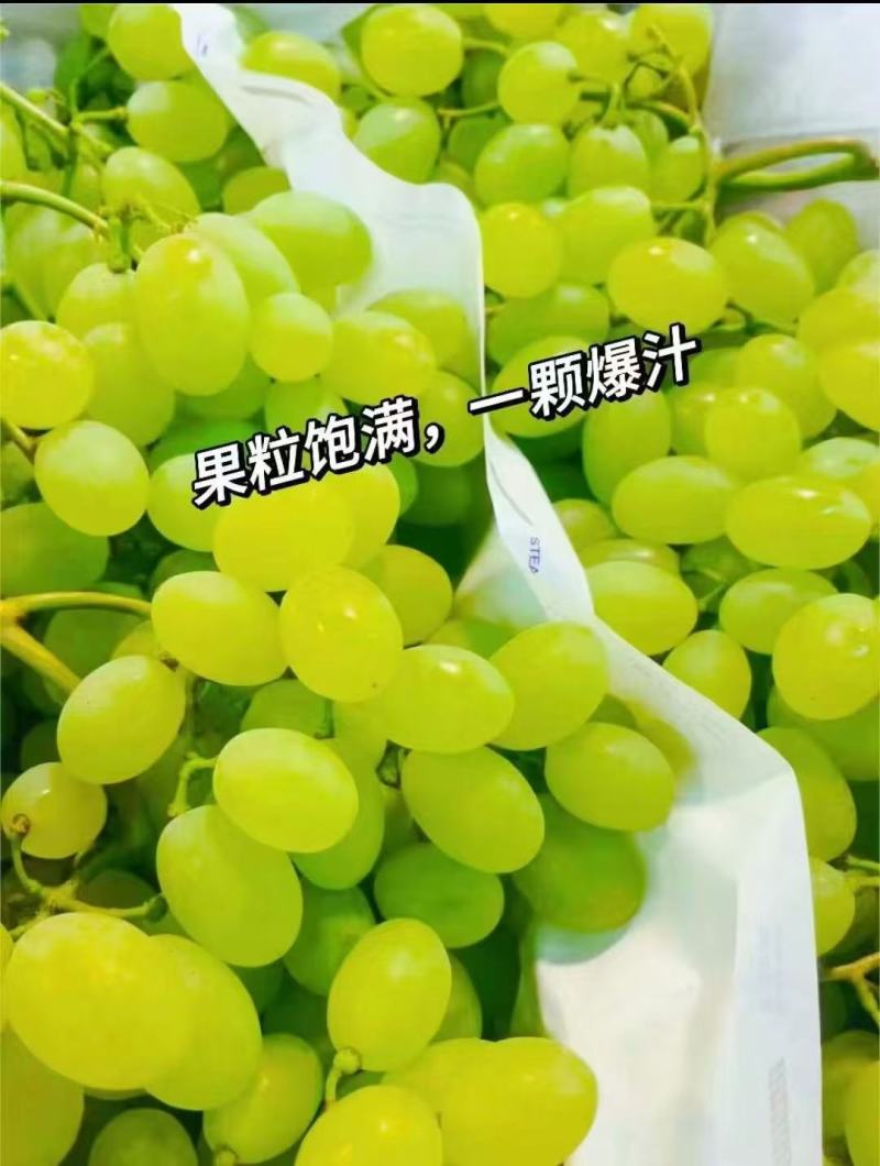 青提葡萄大量上市，产地直发，品质保证，服务周到，诚信经营