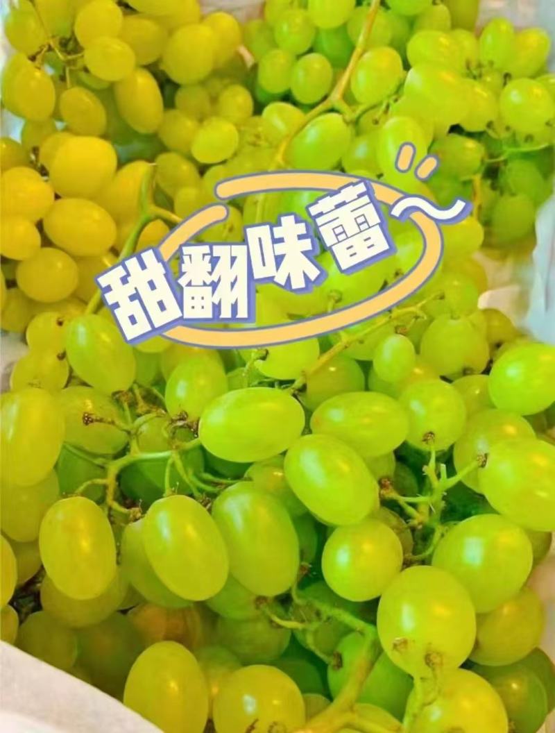 青提葡萄大量上市，产地直发，品质保证，服务周到，诚信经营