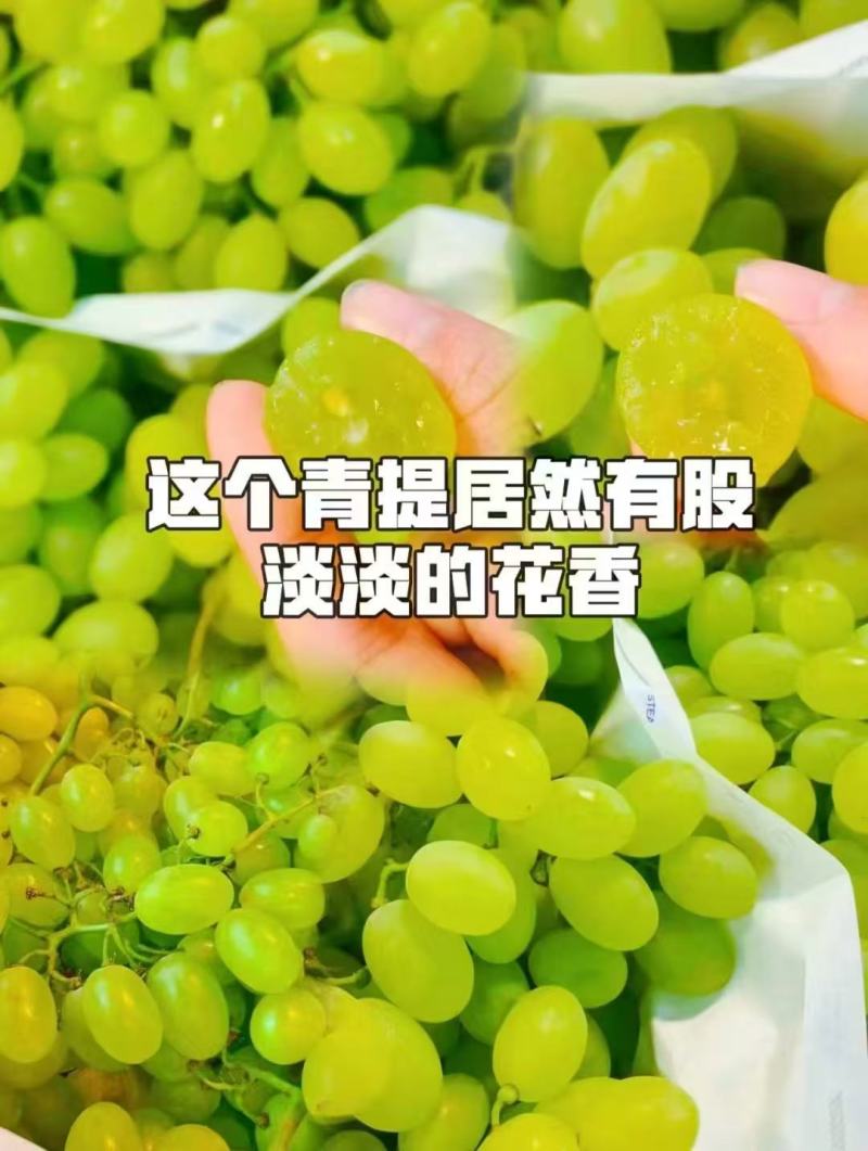 青提葡萄大量上市，产地直发，品质保证，服务周到，诚信经营