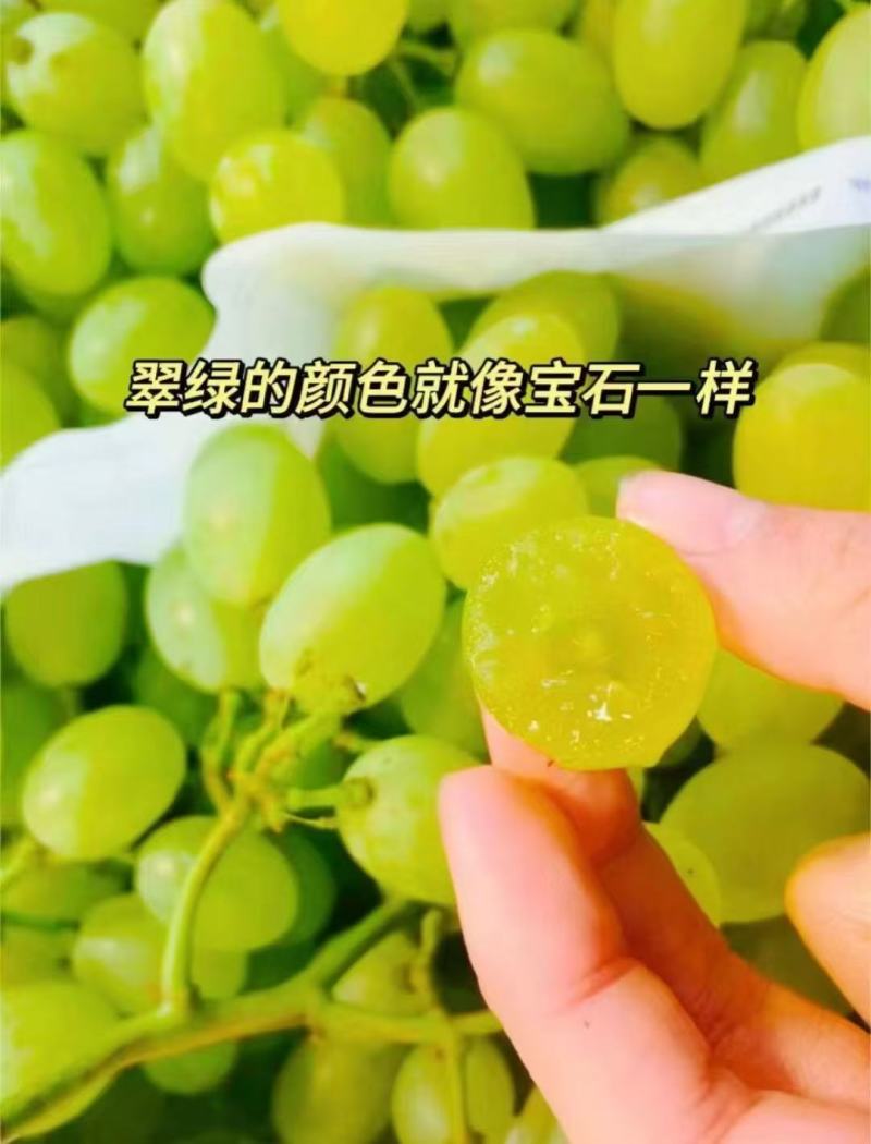 青提葡萄大量上市，产地直发，品质保证，服务周到，诚信经营