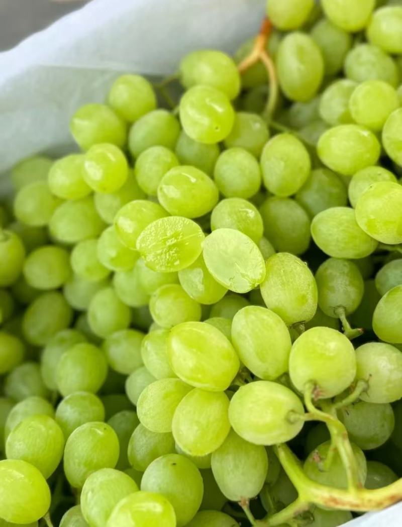 青提葡萄大量上市，产地直发，品质保证，服务周到，诚信经营