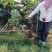 需要葡萄树的老板可以联系，。合作共赢，诚信为本。