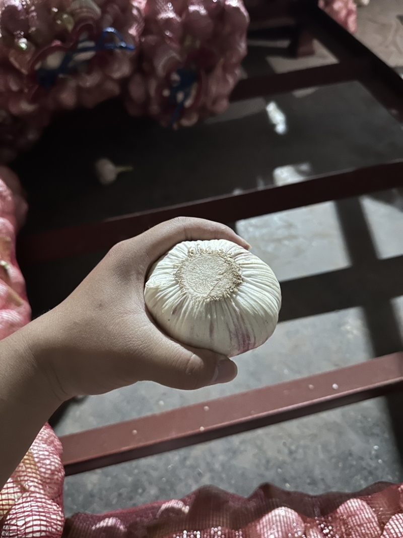 鲜蒜