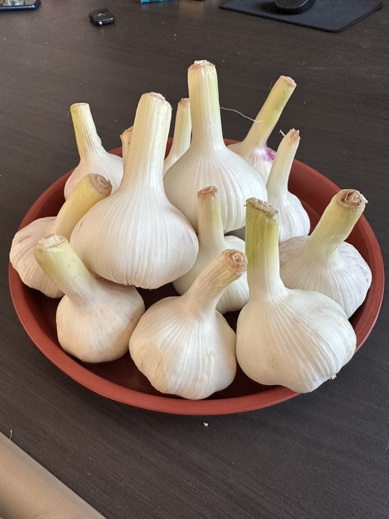 鲜蒜