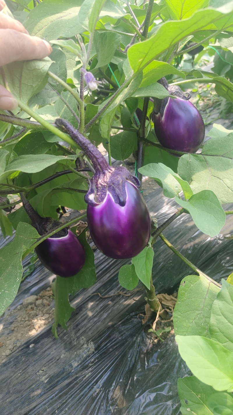 紫冠圆茄，新鲜采摘基地直发