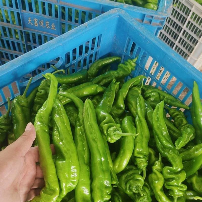 螺丝椒，新鲜采摘，基地直发