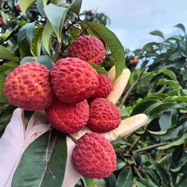 仙进奉荔枝