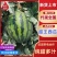 辽宁甜王西瓜大红瓤小薄皮口感好代发全国售后保障