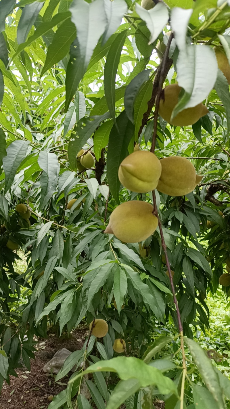 鹰嘴桃