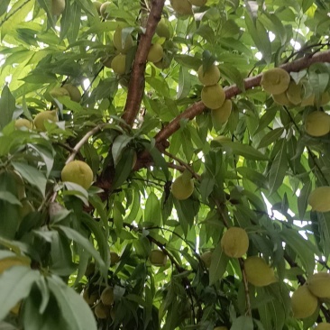 鹰嘴桃