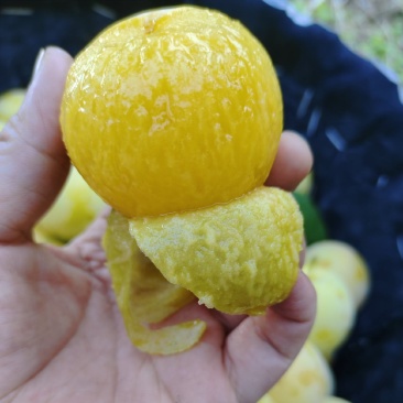 **吃的李子，桃花李