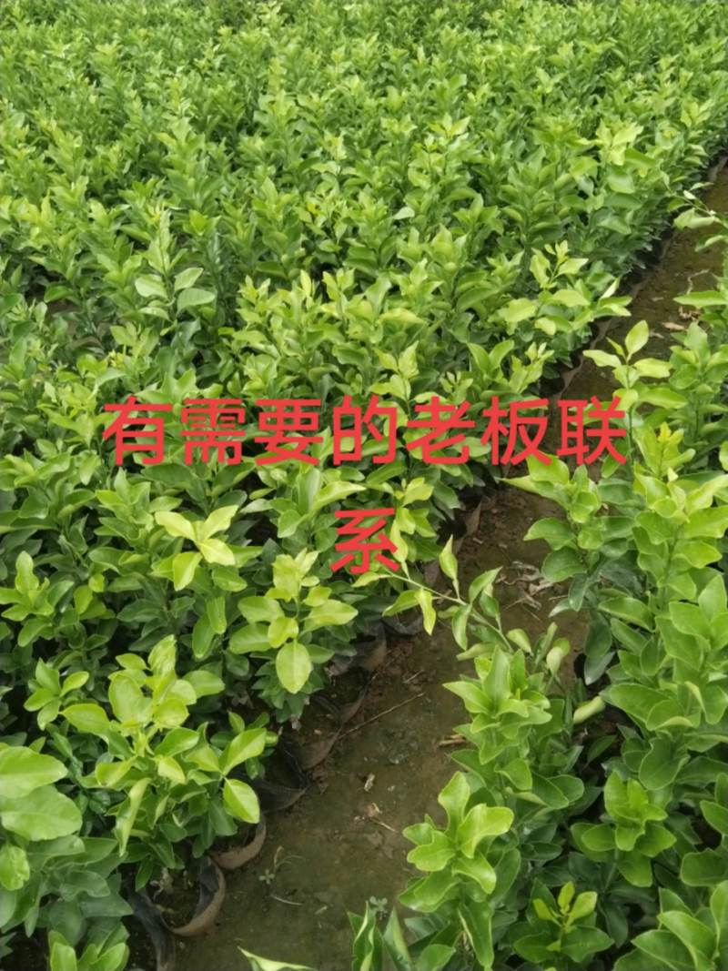 金秋沙糖橘苗