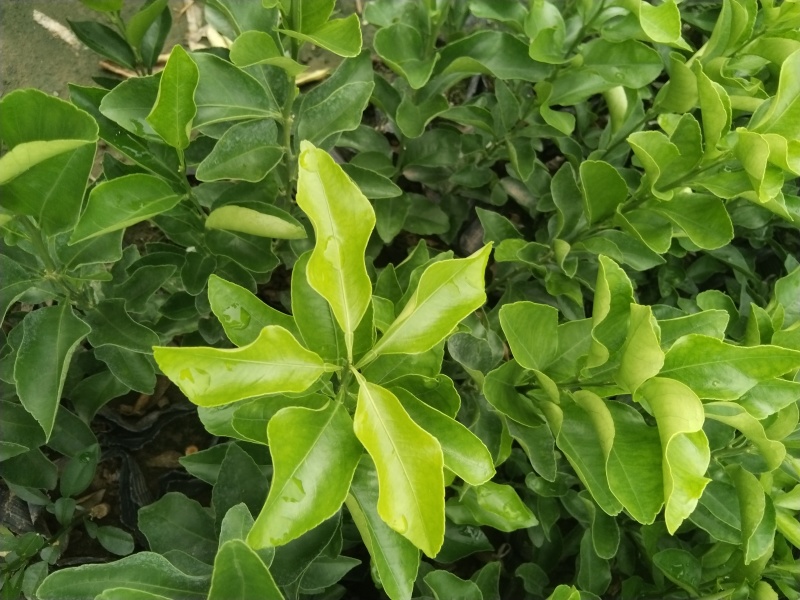 金秋沙糖橘苗