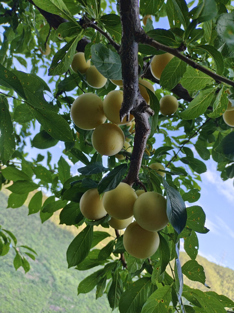 **吃的李子，桃花李