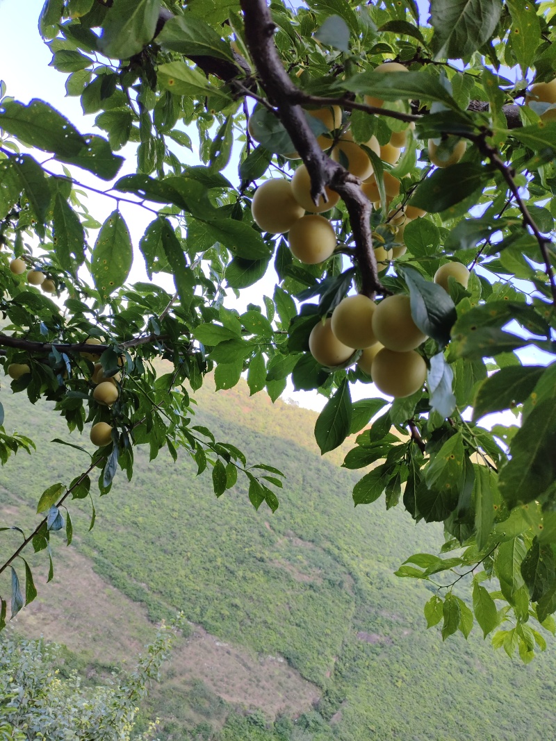 **吃的李子，桃花李