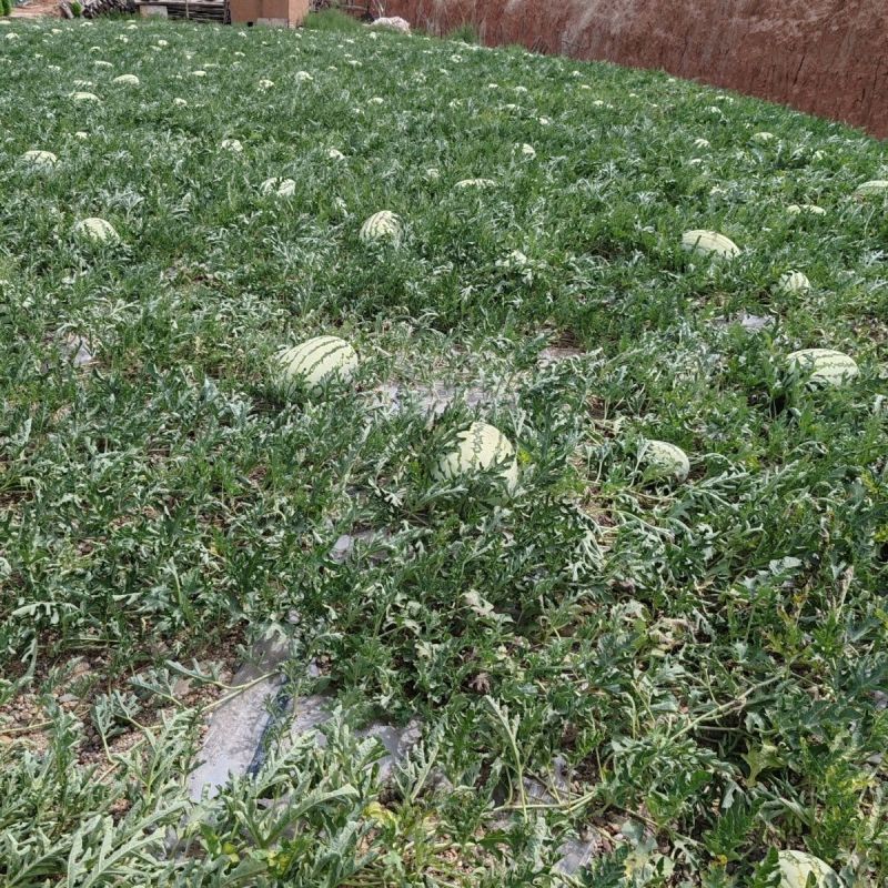 【实力推荐】宁夏中卫香山硒砂瓜旱地石头瓜欢迎咨询看货