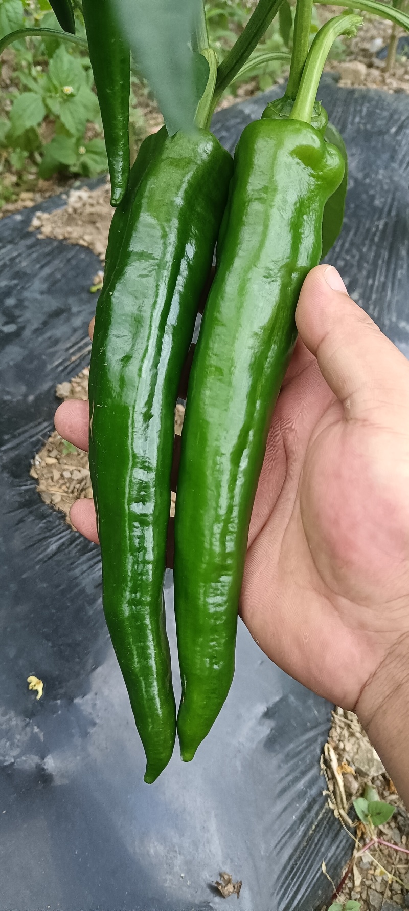 大青椒