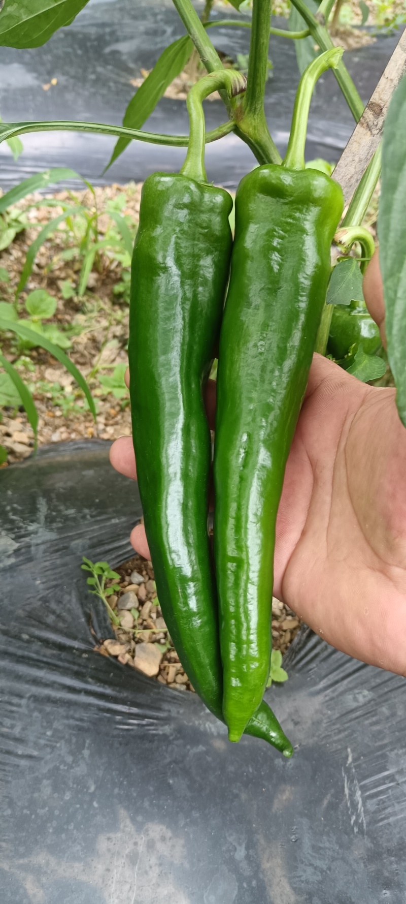大青椒
