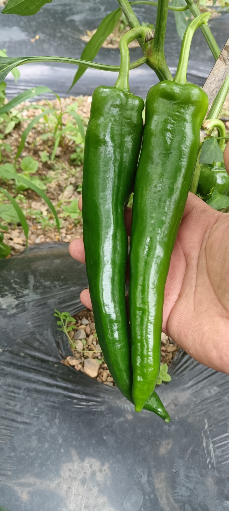 大青椒