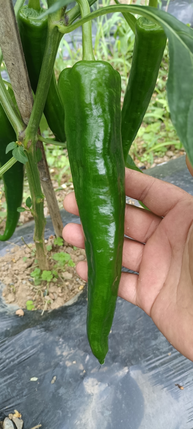 大青椒