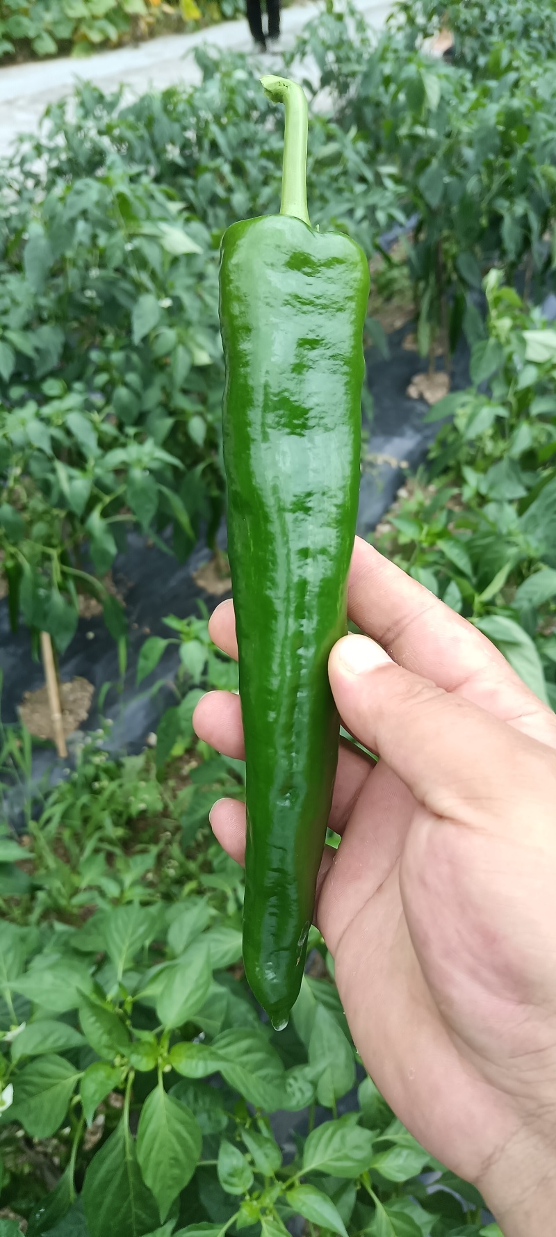 大青椒