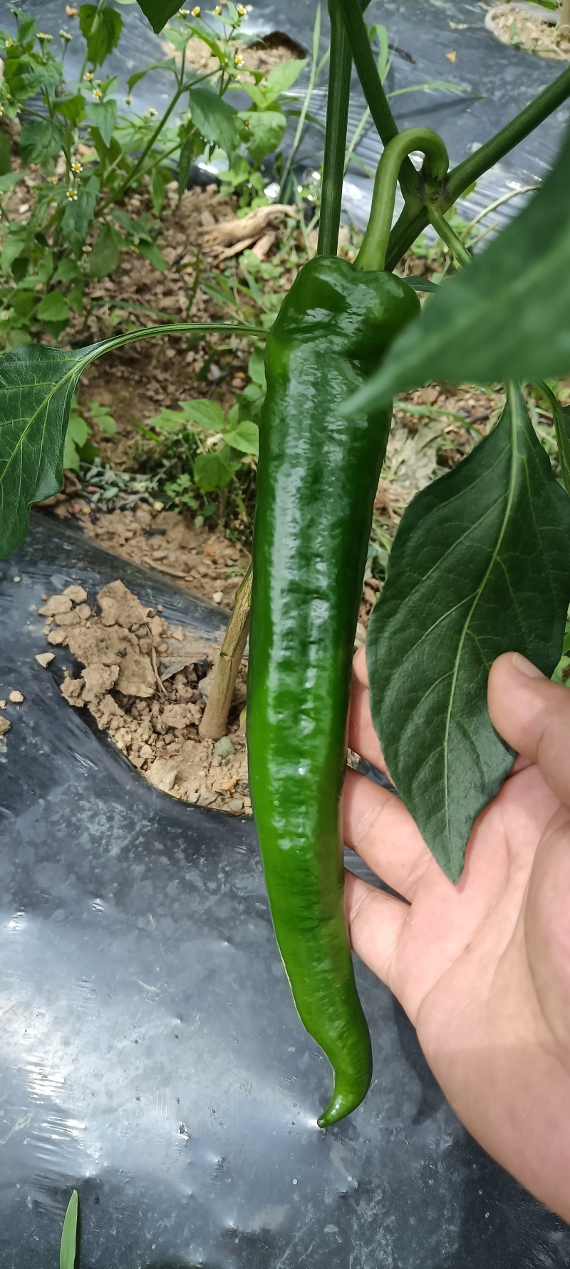 大青椒