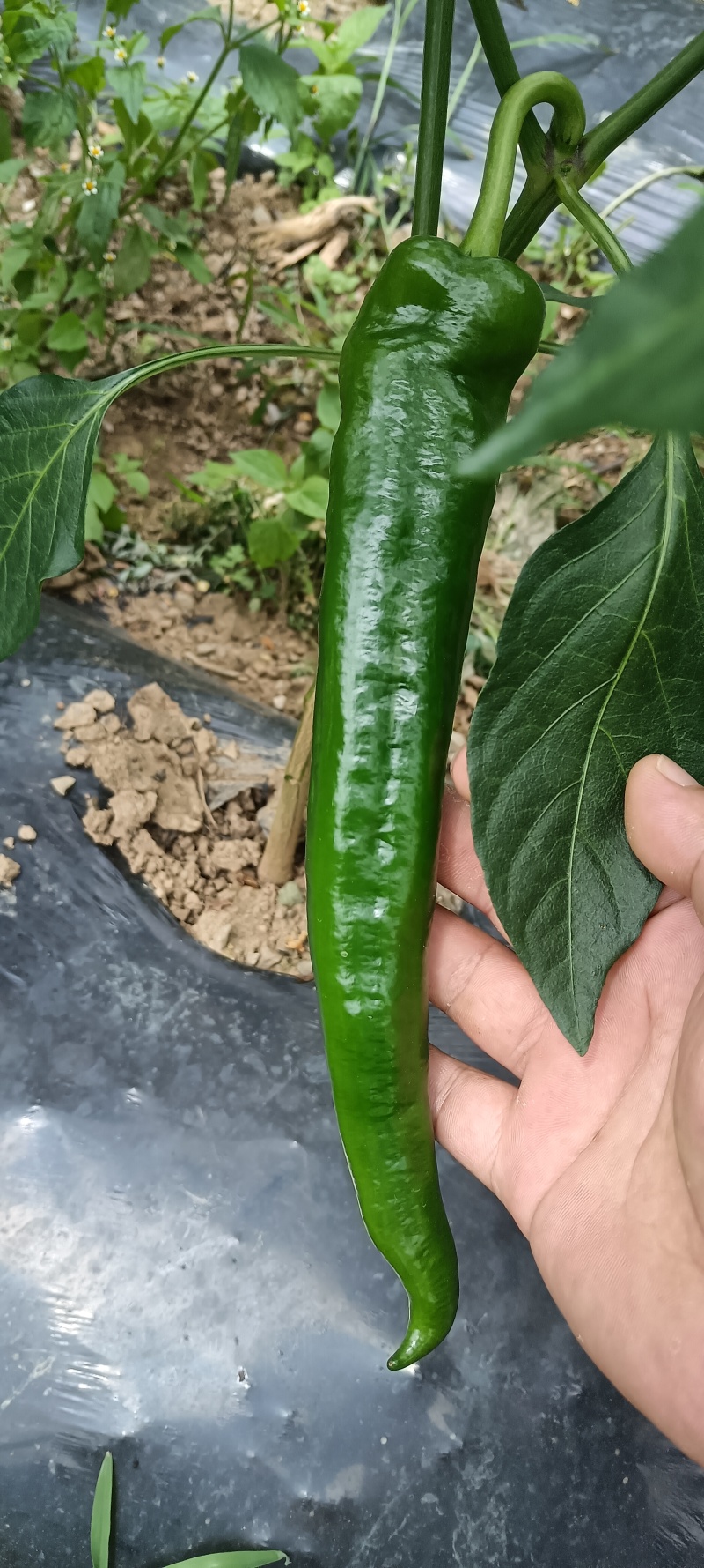 大青椒