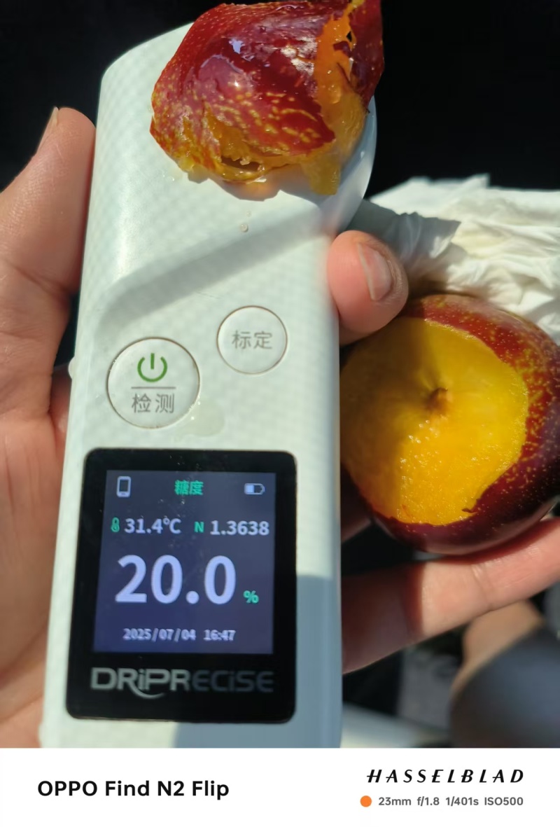 国丰7号，口感甜，无酸口，硬度好，表光好，黄里透红，。