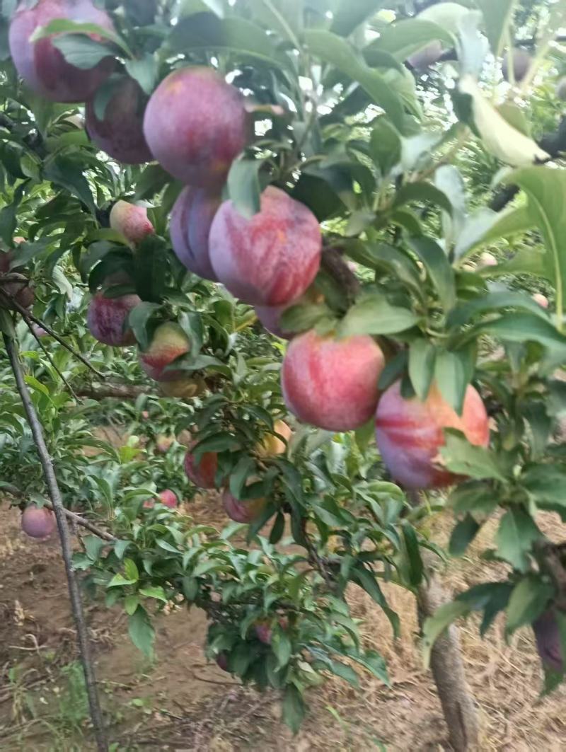 国丰7号，口感甜，无酸口，硬度好，表光好，黄里透红，。