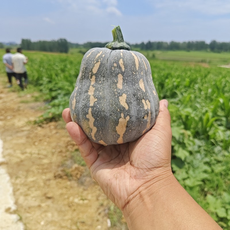 小金香南瓜