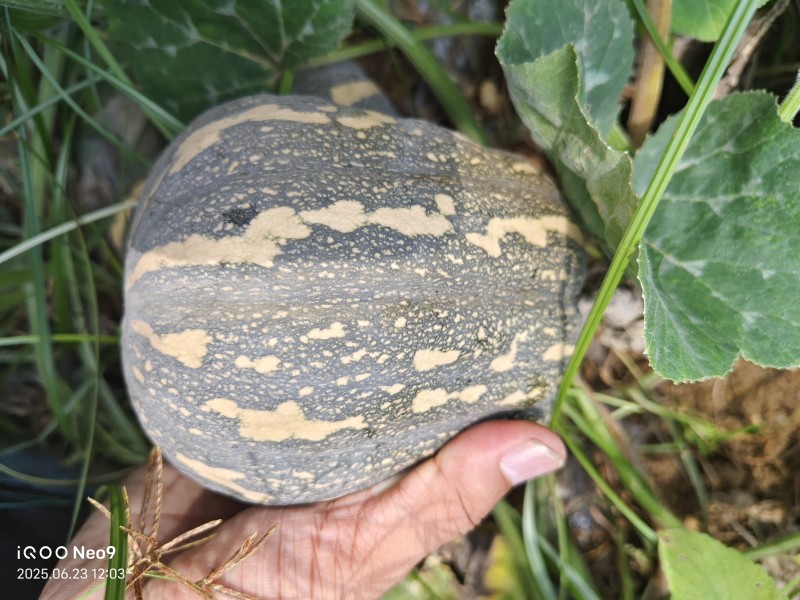 小金香南瓜