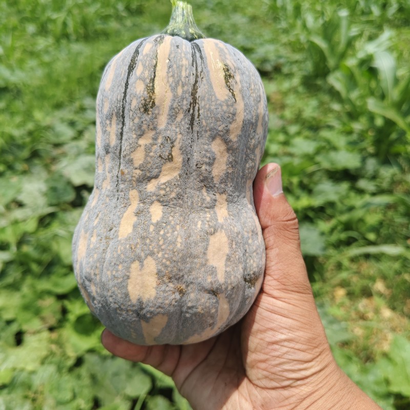 小金香南瓜