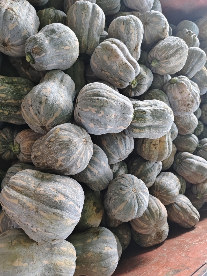小金香南瓜