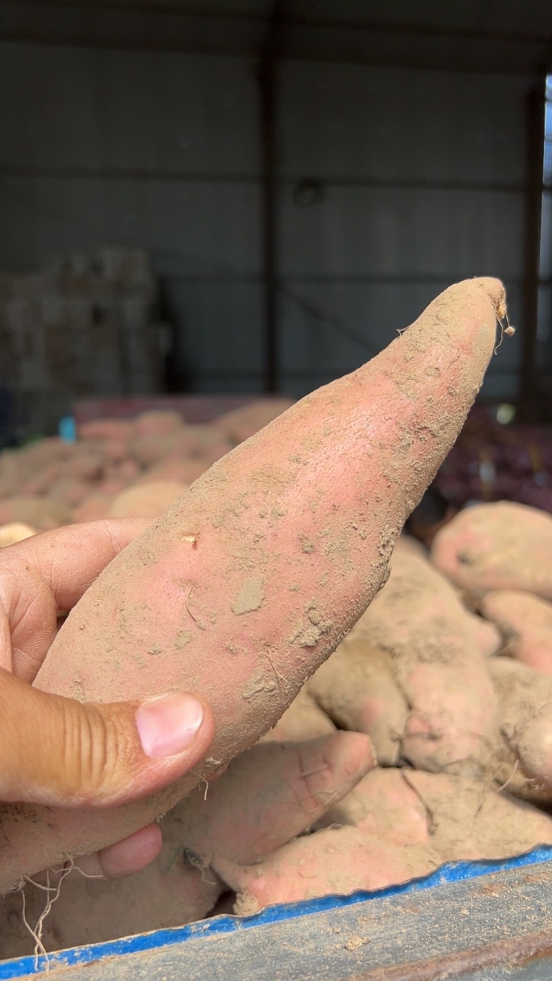 开封沙地龙九蜜薯现挖现发产地直发