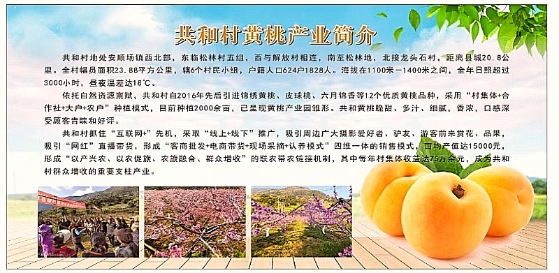 八月锦绣黄桃