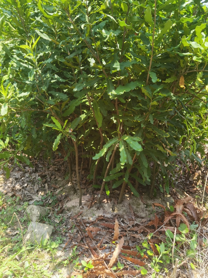 澳洲坚果桂热1号
