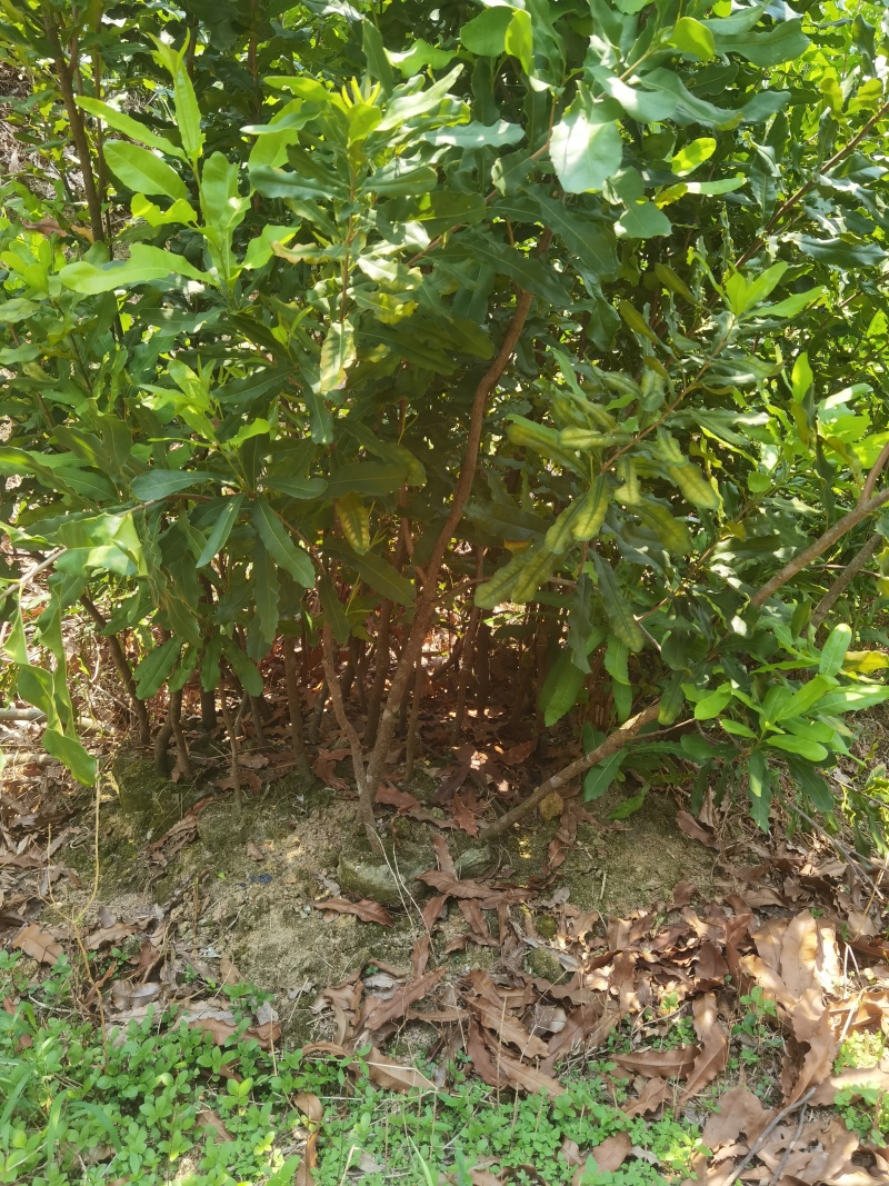 澳洲坚果桂热1号