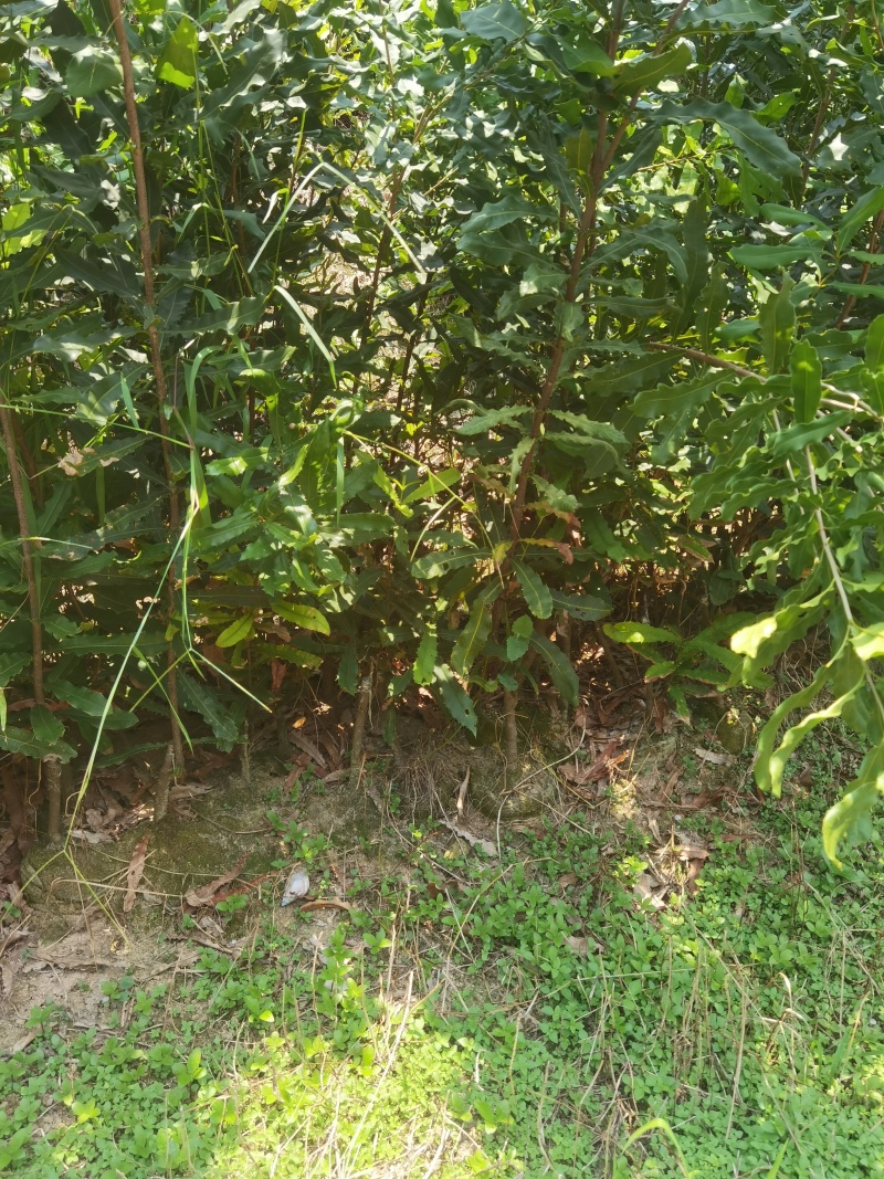 澳洲坚果桂热1号
