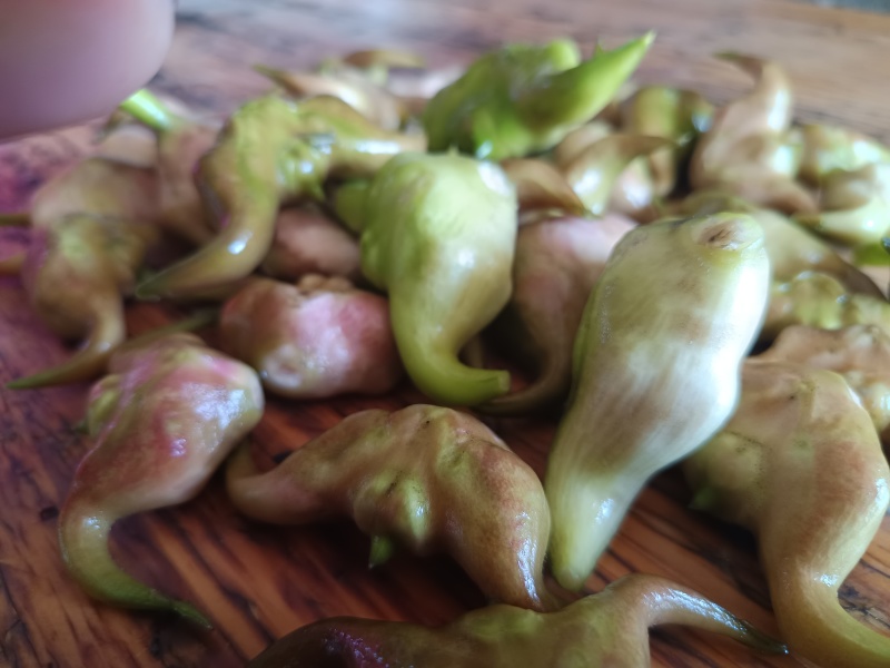 大青菱
