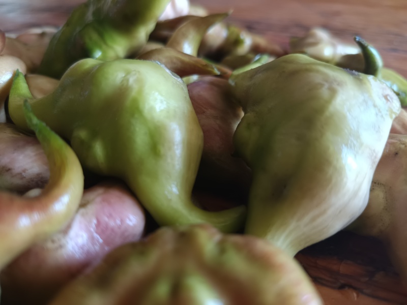 大青菱