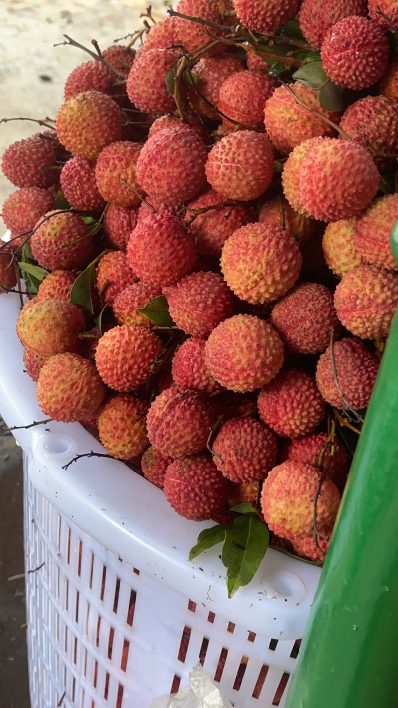 广东凤花