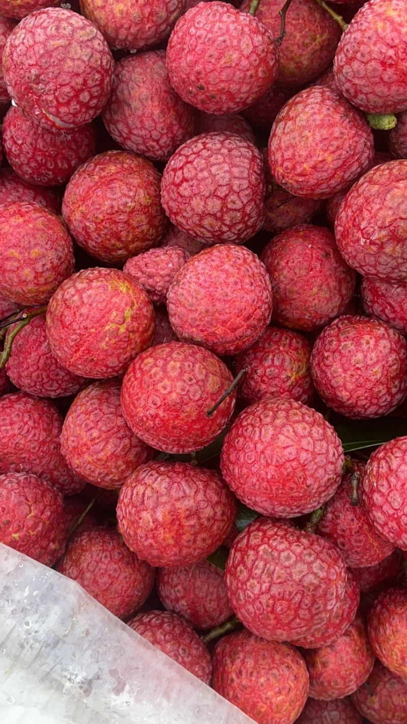 广东凤花