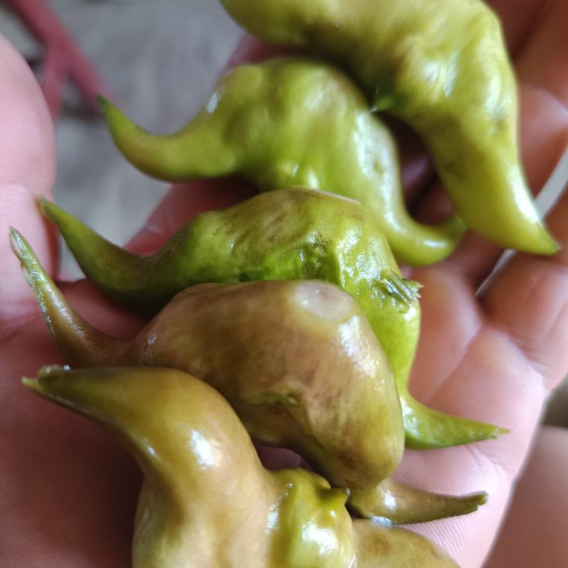 大青菱