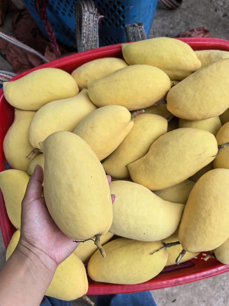 云南元江鹰嘴芒供应市场电商各大平台每天货源充足