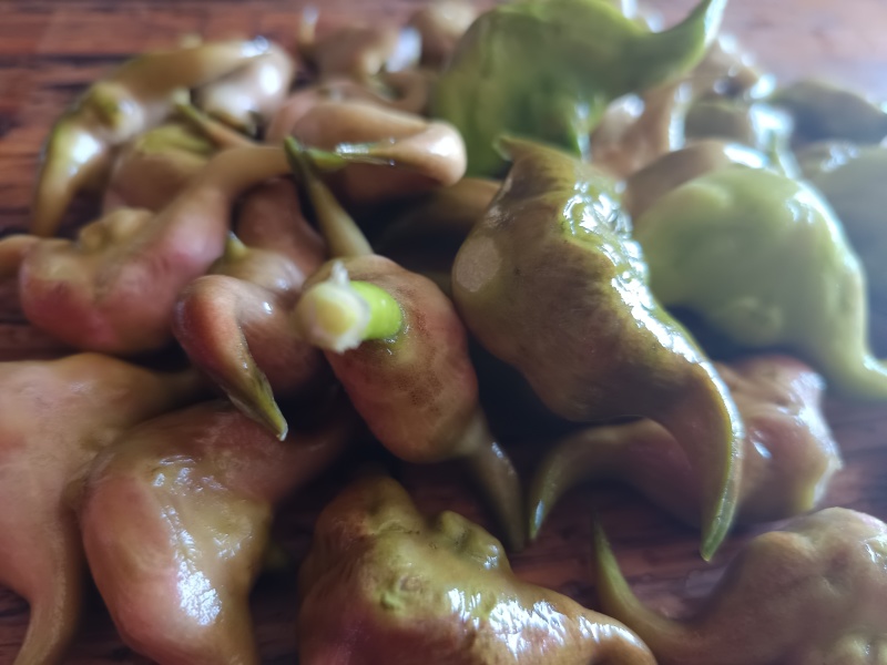 菱角