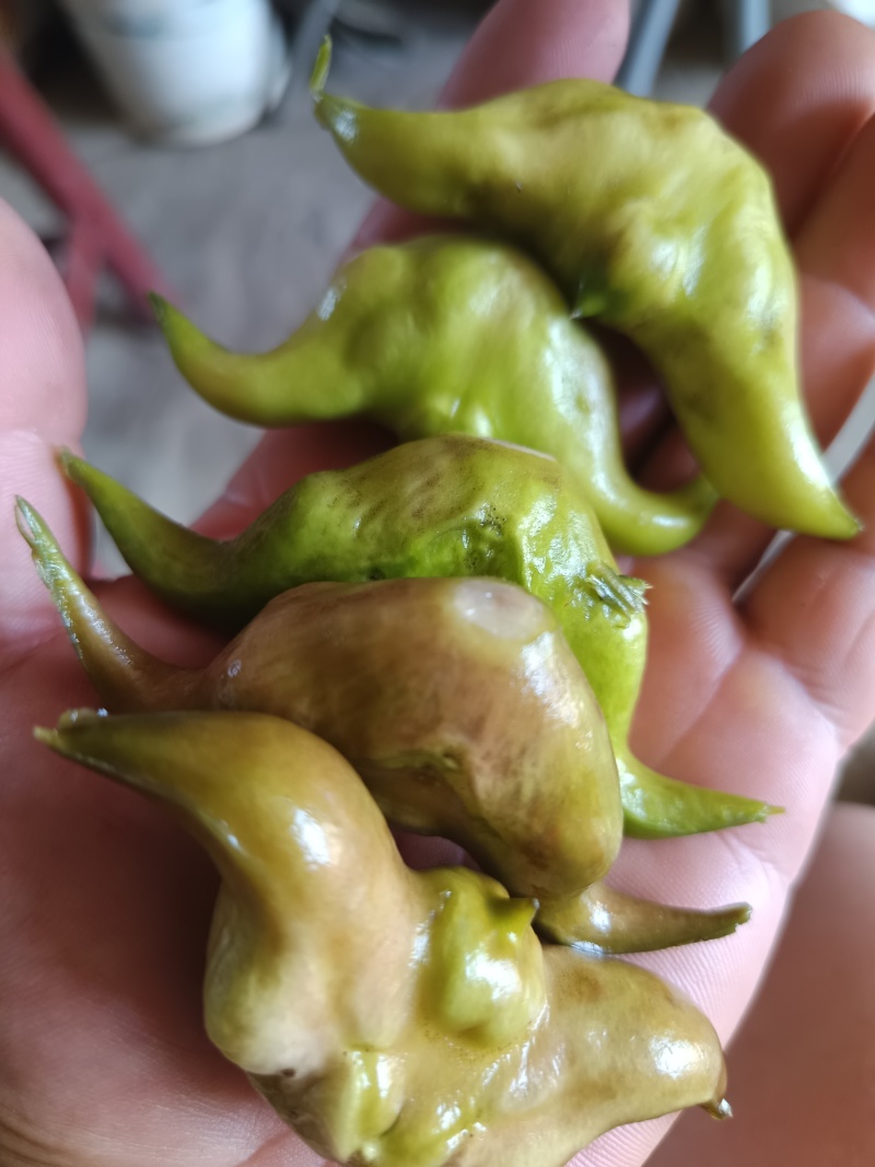 新鲜菱角