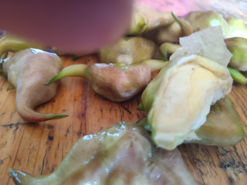 新鲜菱角