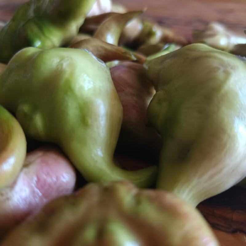 菱角