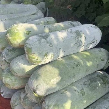 精品白皮冬瓜，一手货源，对接各大批发市场等，欢迎选购