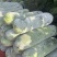 精品白皮冬瓜，一手货源，对接各大批发市场等，欢迎选购